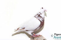 PRF-2011-1048 Chocolate Meuleman Hen
