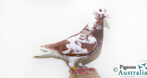 PRF 2012 14237 Chocolate meuleman Hen